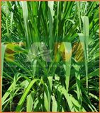 CỎ MOMBASAGHINE FAM 125