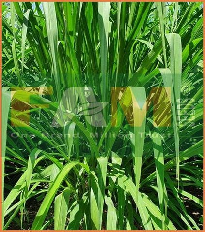 CỎ MOMBASAGHINE FAM 125