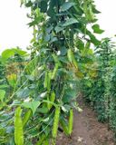 ĐẬU RỒNG FAM 81