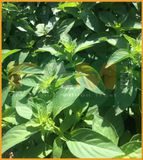 RAU THƠM TRẮNG (RAU É TRẮNG) FAM 132