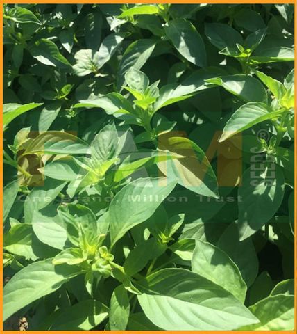 RAU THƠM TRẮNG (RAU É TRẮNG) FAM 132