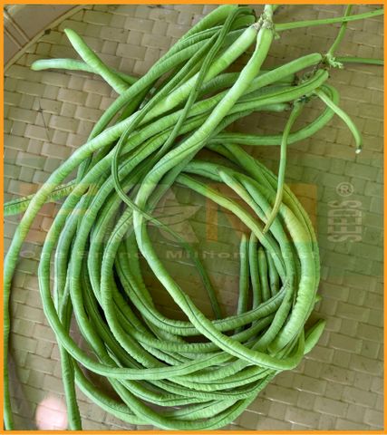 ĐẬU ĐŨA HẠT TRẮNG FAM 43