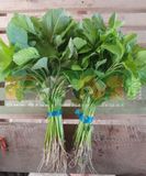 RAU DỀN XANH LÁ TRÒN FAM 21