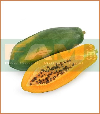 ĐU ĐỦ RUỘT VÀNG VƯƠNG PHI FAM 44