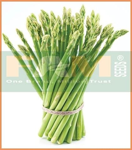 MĂNG TÂY XANH CALIFORNIA FAM 23