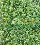 MÙI (NGÒ) HẠT LỚN PHÁP FAM NO.1