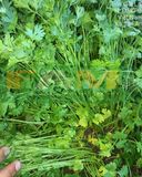 MÙI (NGÒ) HẠT LỚN PHÁP FAM NO.1