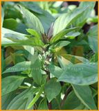 RAU HÚNG QUẾ FAM 112