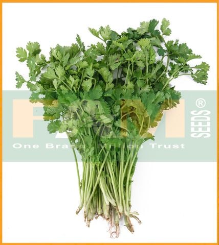 MÙI (NGÒ) HẠT LỚN PHÁP FAM NO.1