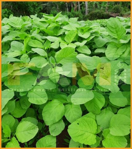 RAU DỀN XANH LÁ TRÒN FAM 21