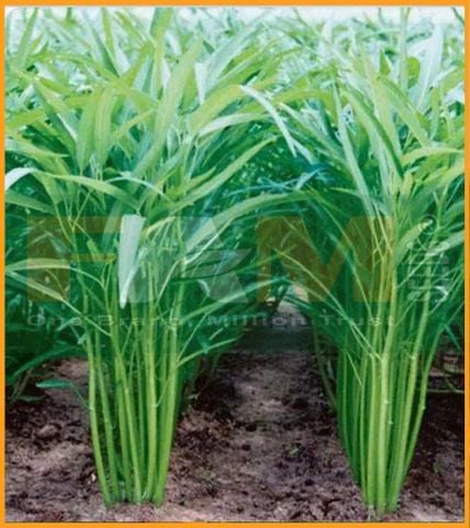 RAU MUỐNG LÁ TRE FAM 27