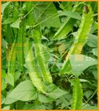 ĐẬU RỒNG FAM 81