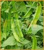 ĐẬU RỒNG FAM 81