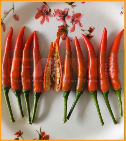 ỚT CHỈ THIÊN FAM 888