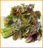 RAU DỀN TIỀU FAM 20