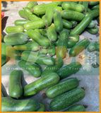 BÍ ĐAO CHANH FS 247