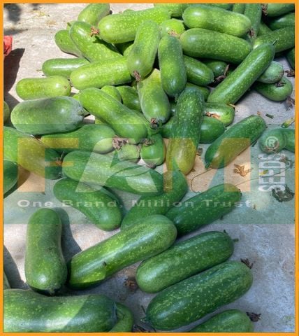 BÍ ĐAO CHANH FS 247