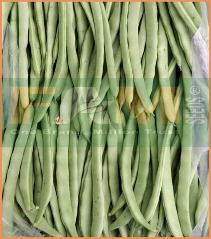 ĐẬU COVE LEO TỨ QUÝ FAM NO.7