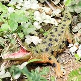  Mô hình động vật cá sấu sông Nile Crocodile green kích thước 12cm bằng nhựa JZD087 