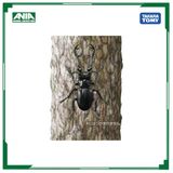  Mô hình động vật Bọ cánh cứng Ania AS-40 Prosopocoilus Giraffa Takara Tomy 210368 