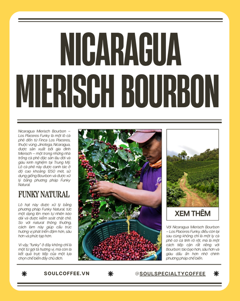  Nicaragua Mierisch Bourbon - Los Place Funky 
