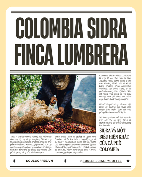  Colombia Sidra - Finca Lumbrera 