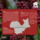  SOULFUL CAY PHA PHIN - FINE ROBUSTA TR - RED HONEY | SOULFUL COLLECTION 2026 I VIETNAM FINE ROBUSTA 