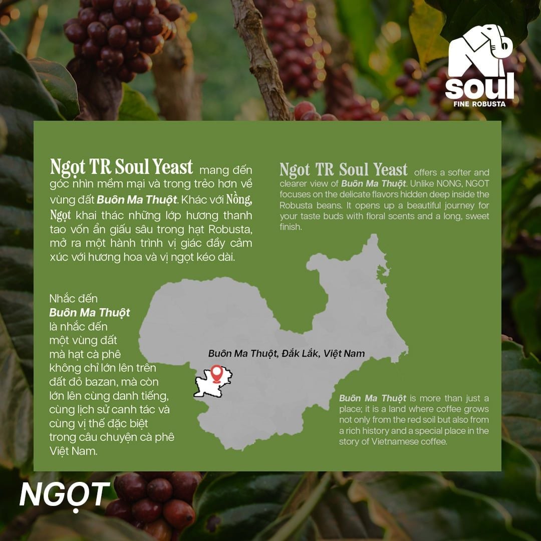  SOULFUL NGỌT BREWING - FINE ROBUSTA TR - SOUL YEAST | SOULFUL COLLECTION 2026 I VIETNAM FINE ROBUSTA 