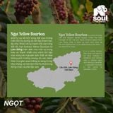  SOULFUL NGỌT BREWING - YELLOW BOURBON - HONEY | SOULFUL COLLECTION 2026 I VIETNAM SPECIALTY ARABICA 