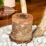  Lót Đế Gỗ Cho Nến Thơm - Gỗ Thông Tự Nhiên 