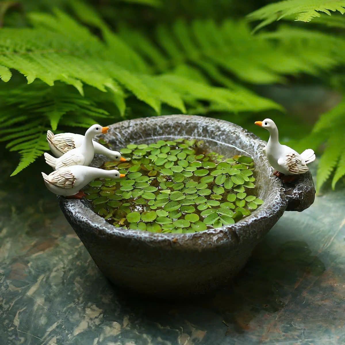  Chậu Thủy Sinh 