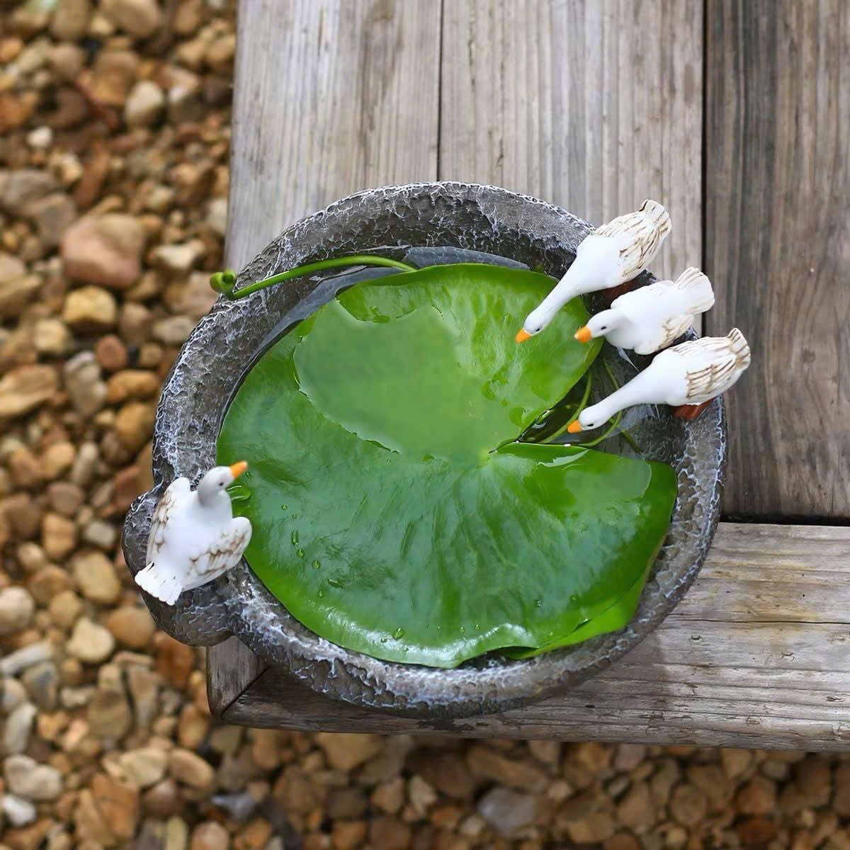  Chậu Thủy Sinh 