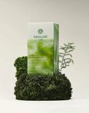  [ORDER] Jeju Matcha Milk Tea 