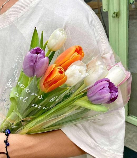  Tulip Hà Lan 