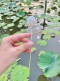  Trâm Cài Tóc Ngọc Điệp 