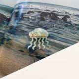  Kẹp Tóc Ocean 
