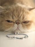  Vòng Tay Lucky Cat Silver 
