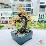 Cây Tùng La hán Mạ Vàng