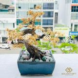 Cây Tùng La hán Mạ Vàng