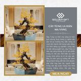 Cây Tùng La hán Mạ Vàng