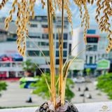 Hũ Lúa Tài Lộc Mạ Vàng