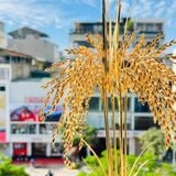 Hũ Lúa Tài Lộc Mạ Vàng