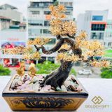 Cây Tùng La hán Mạ Vàng
