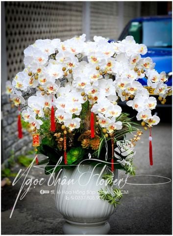 HOA LAN VẢI TRẮNG TINH KHIẾT