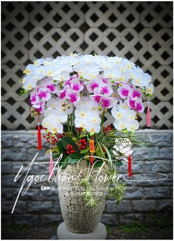 CHẬU HOA LAN TRANG TRÍ TẾT