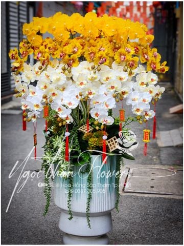 HOA LAN VẢI TẶNG KHAI TRƯƠNG