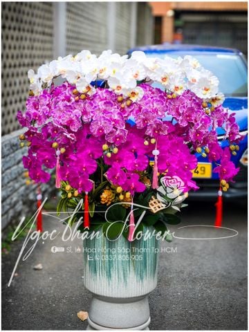 HOA LAN VẢI TRANG TRÍ PHÒNG KHÁCH