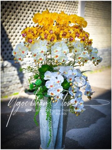 LAN VẢI TẶNG TÂN GIA