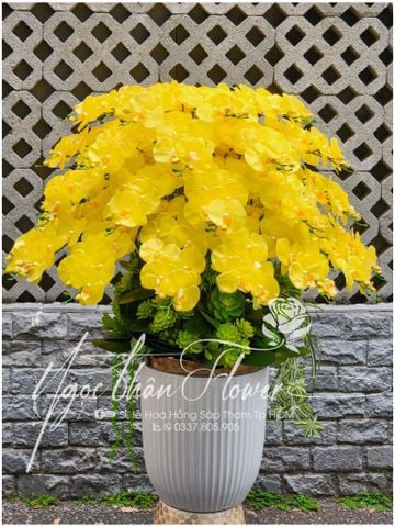 CHẬU LAN VẢI TRANG TRÍ SPA