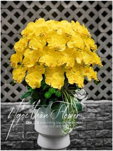 LAN HỒ ĐIỆP MÀU VÀNG THỊNH VƯỢNG